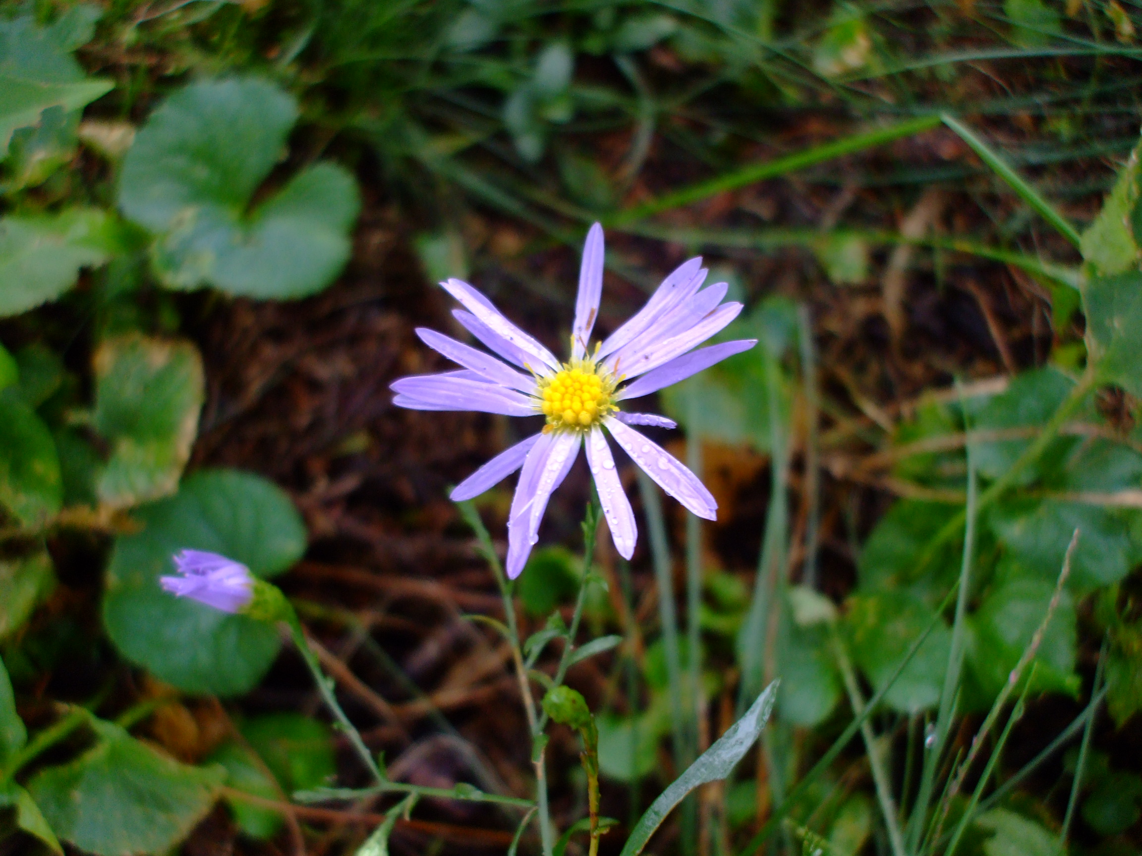 Symphyotrichum turbinellum